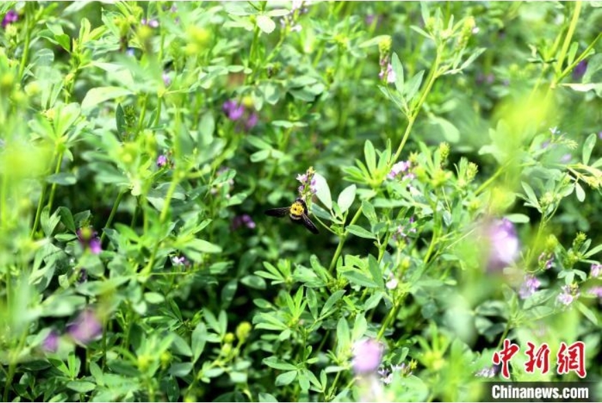 图为蜜蜂在苜蓿花间采蜜。丛慧婧 摄