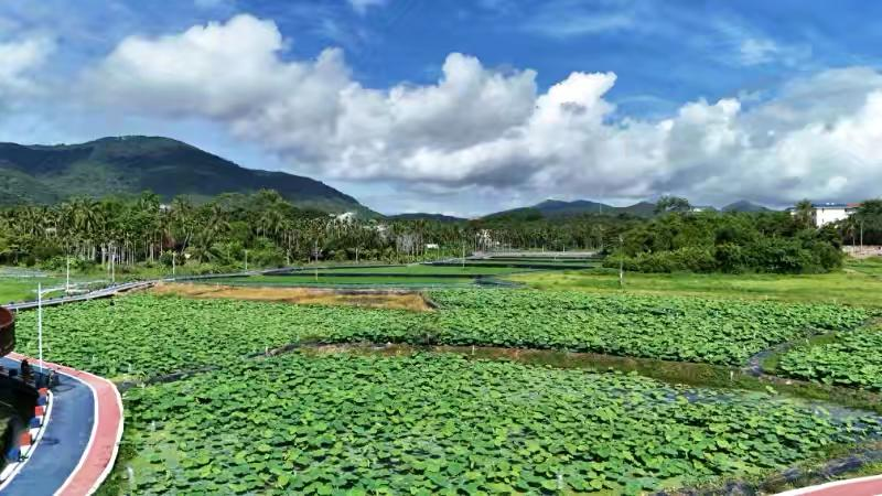 2025年三亚市院地项目“水生蔬菜子莲引进筛选与示范”现场观摩会在抱前村顺利召开