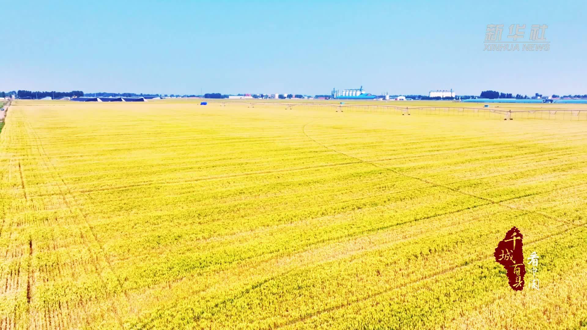 千城百县看中国｜山东广饶：52万亩小麦陆续进入成熟期，丰收在望