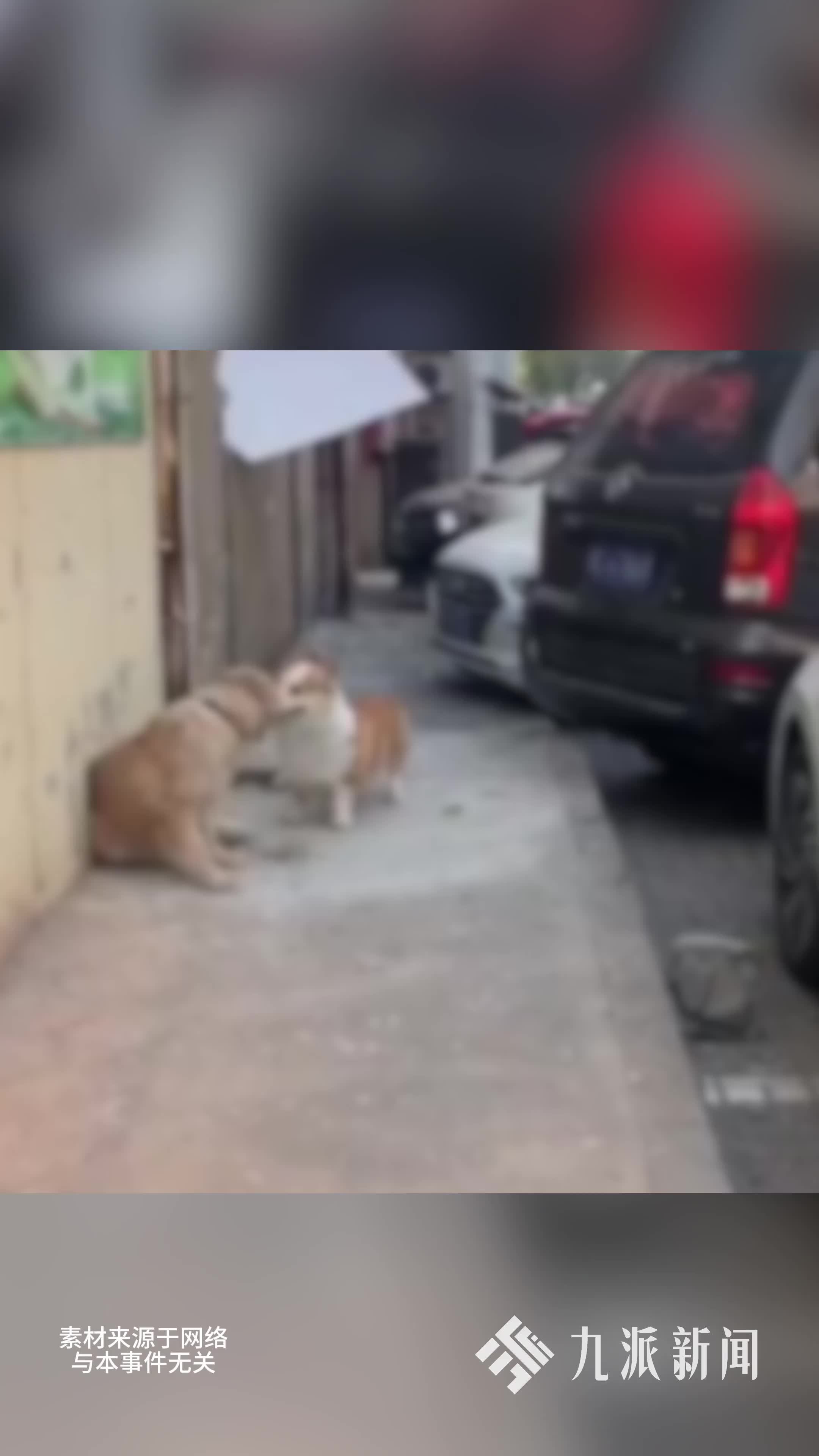 爱犬寄养被咬伤，主人索赔精神损失费被驳回，法院：宠物属“财物”范畴