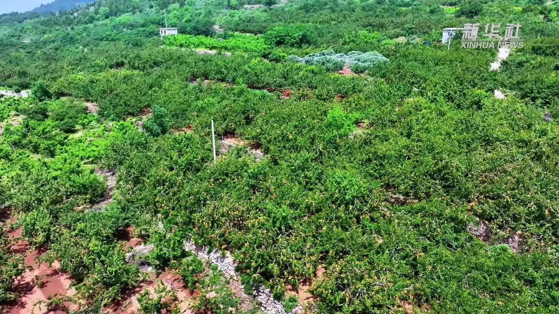 千城胜景｜枣庄山亭：千亩甜杏迎丰收