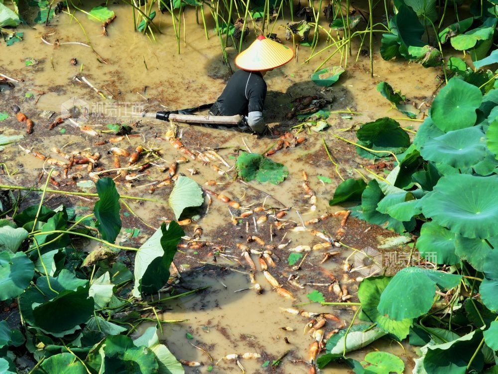 6月4日，江西省吉安市泰和县沿溪镇荷树村莲藕种植基地，农民正在采收莲藕。