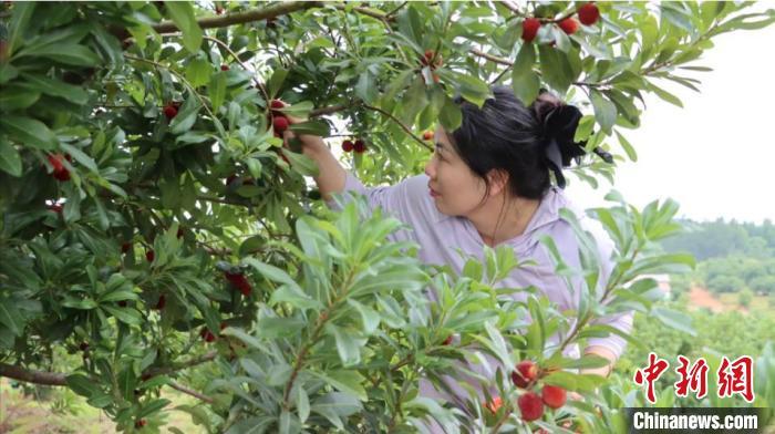 正在采摘杨梅的游客。　刘存文 摄