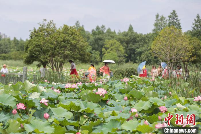 6月12日，江西南昌，位于城市之中的象湖湿地公园绿意盎然，夏荷渐开，风景秀美，不少市民游客前来游园赏花，感受大自然的美好。中新社记者 刘力鑫 摄