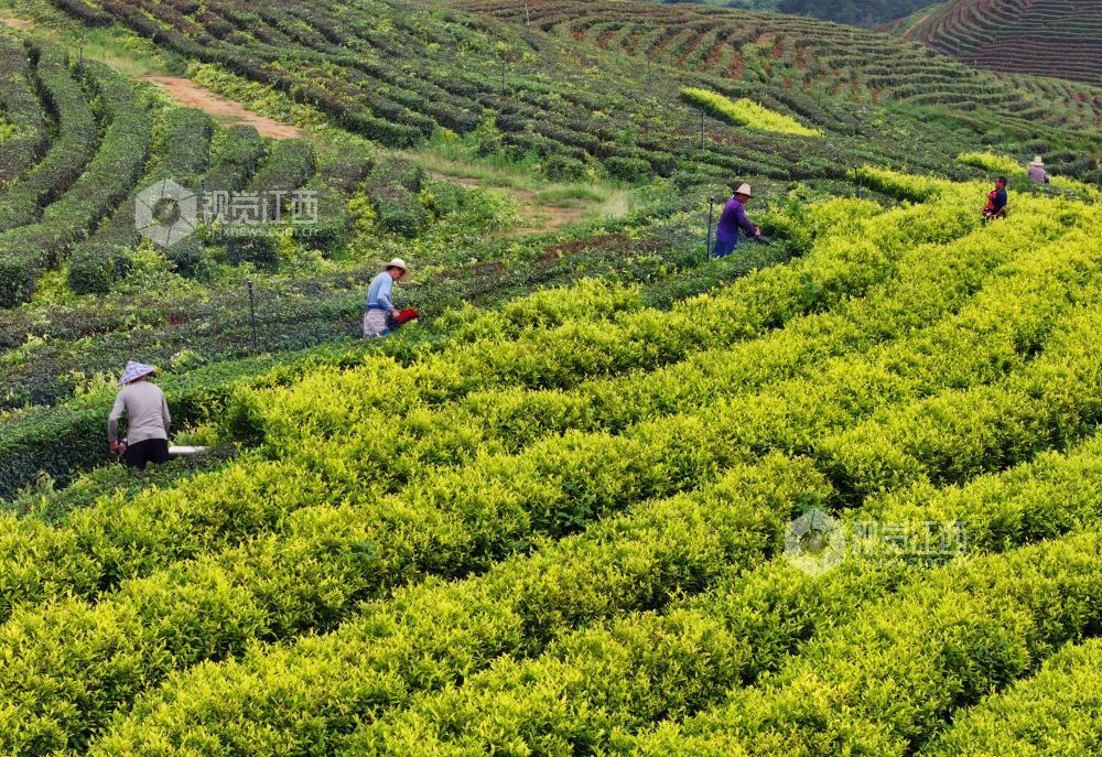 6月9日，江西省吉安市泰和县马市镇甘露村高山黄金茶种植基地，农民正在修剪茶树劳作。