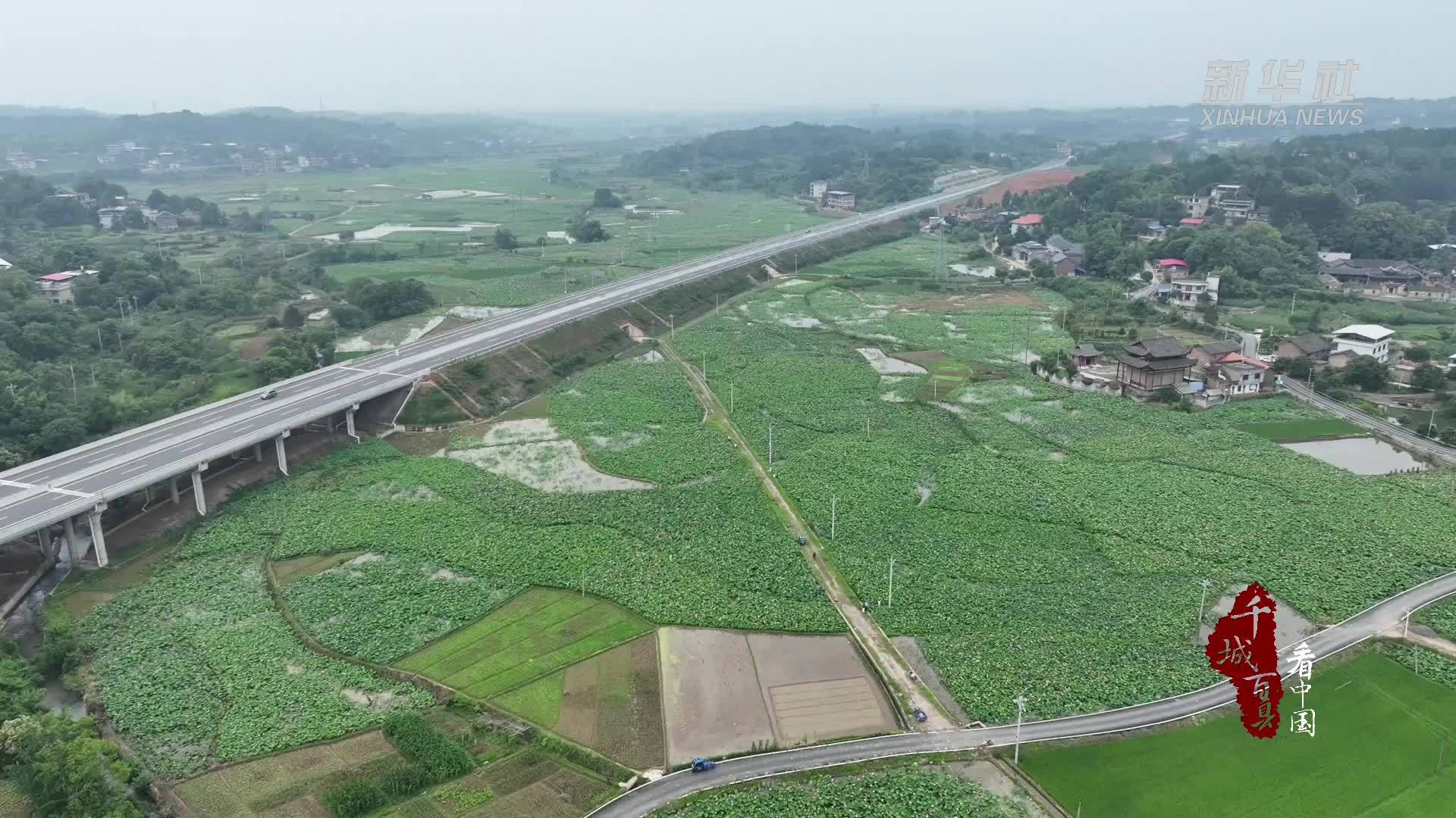 千城百县看中国｜湖南祁阳：夏日荷韵 产业生金
