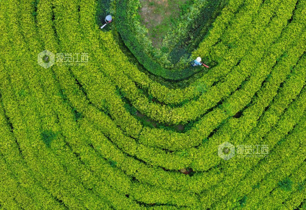 6月9日，江西省吉安市泰和县马市镇甘露村高山黄金茶种植基地，农民正在修剪茶树劳作。
