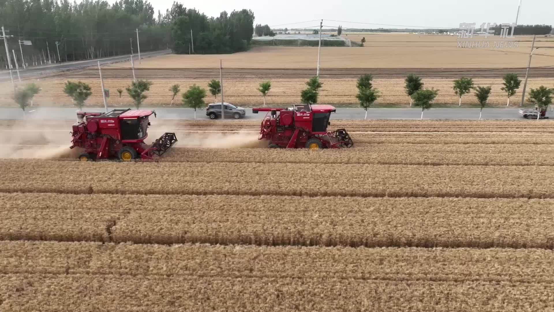 河北衡水：高温麦收季 暖心护丰收
