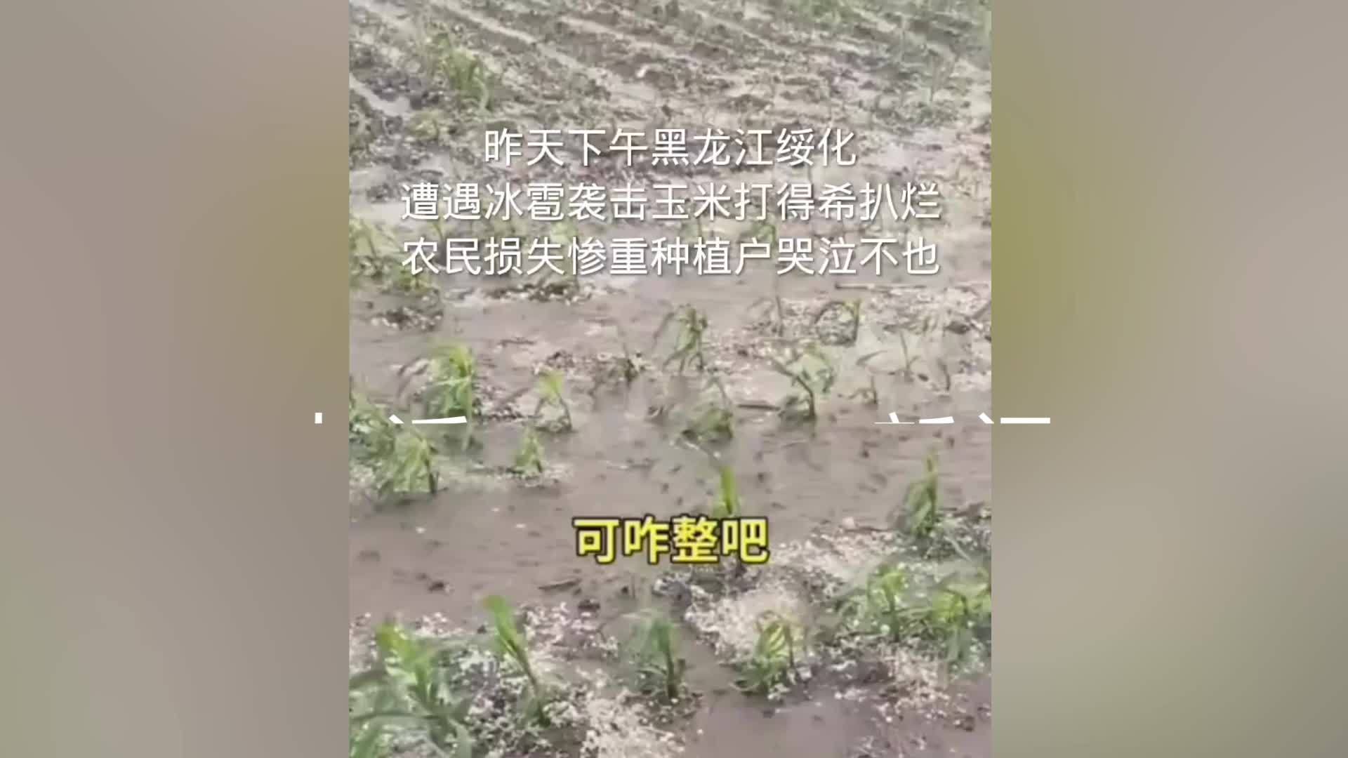黑龙江绥化突降冰雹，种植户称有鸡蛋大，气象台：最近强对流天气频发，已开展防雹作业