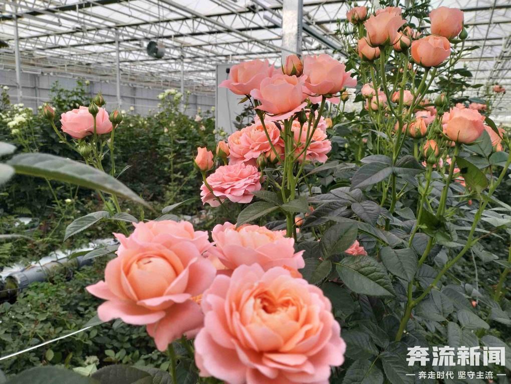 （图）解锁兰州新区“绿色密码”(41296915)-20250607192444.jpg