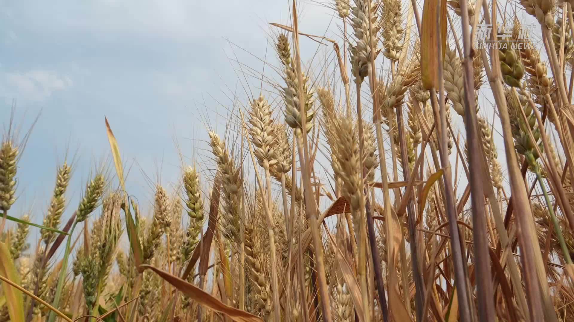 河北肃宁：麦收季玩出农耕文旅新花样