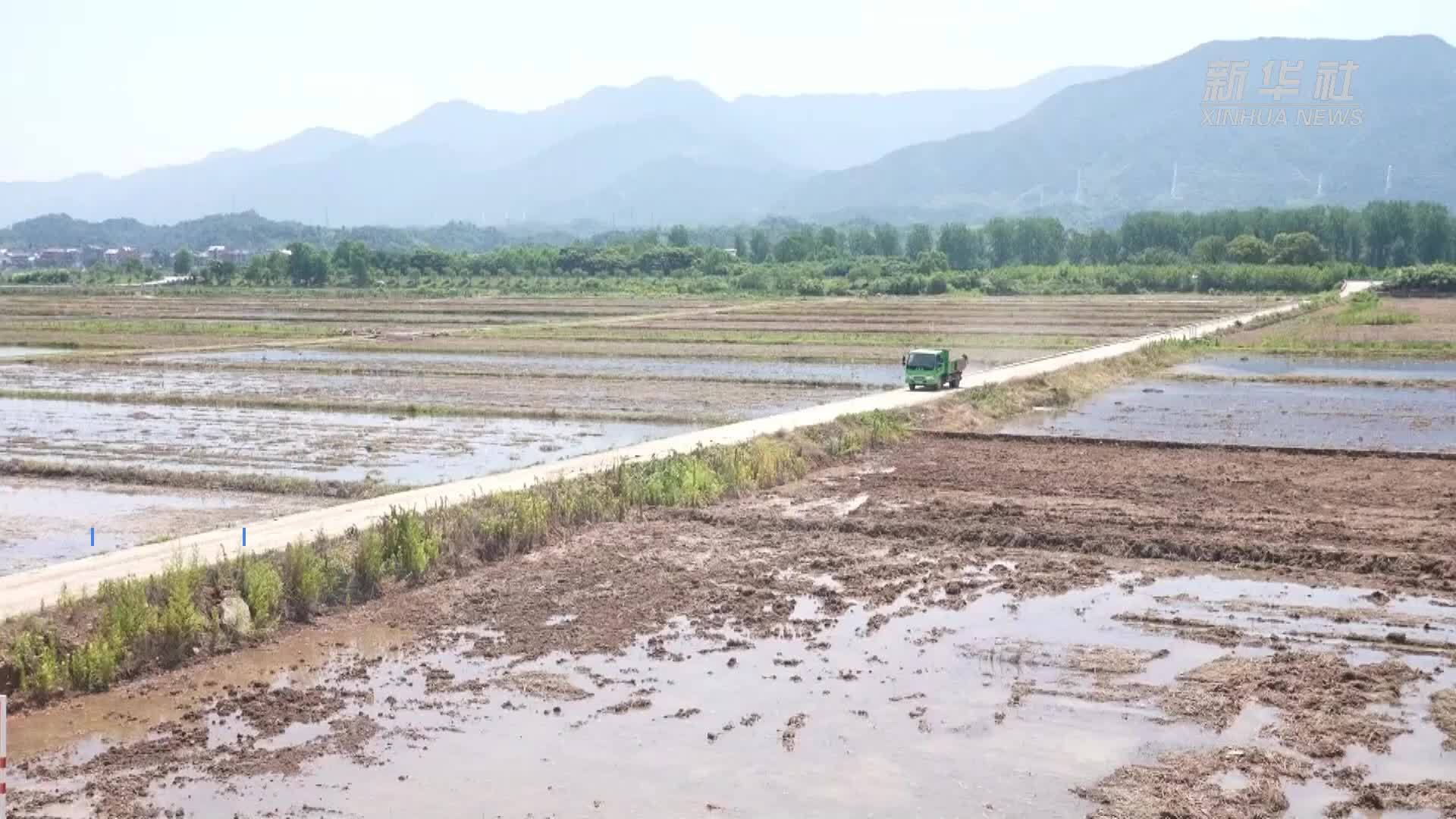 杭州市首个大规模水稻制种项目启动