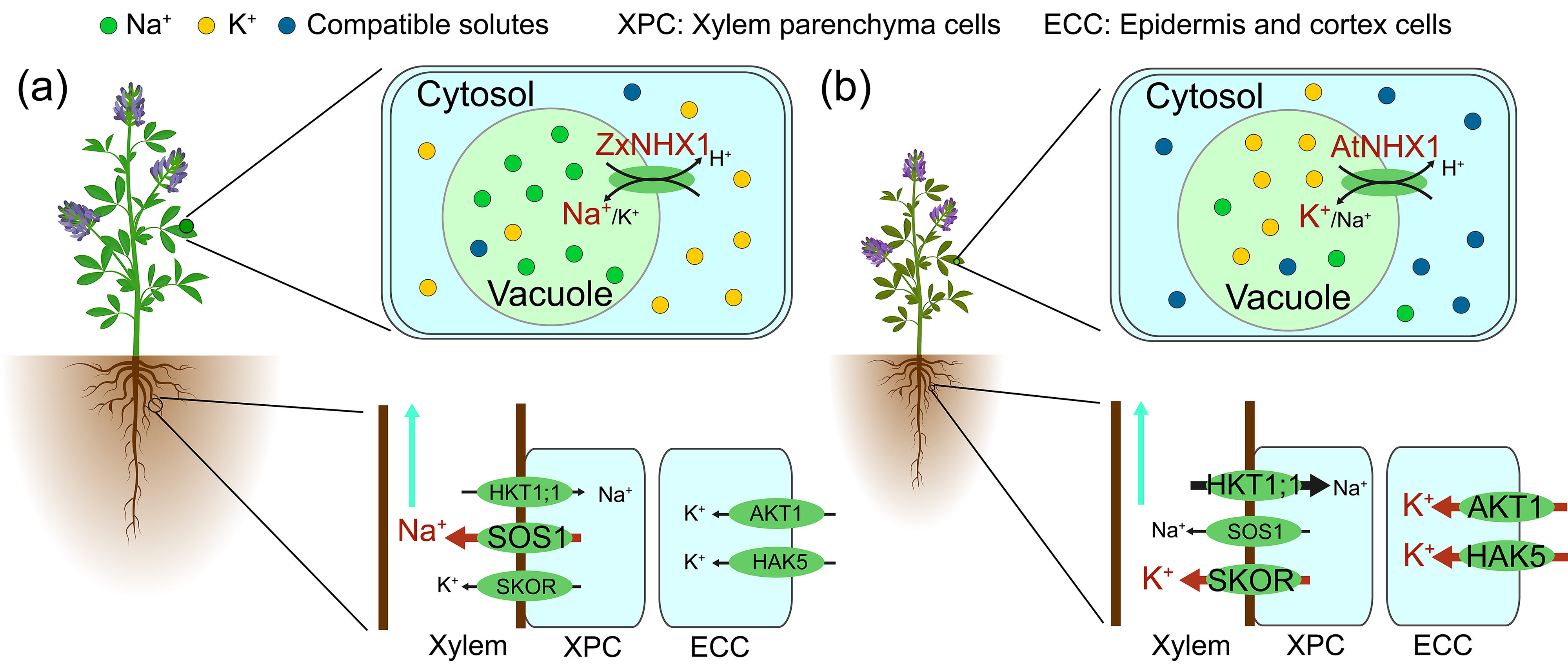图5.ZxNHX1在提高植物抗逆性和产量方面优于AtNHX1的节能型渗透调节机制的模型图