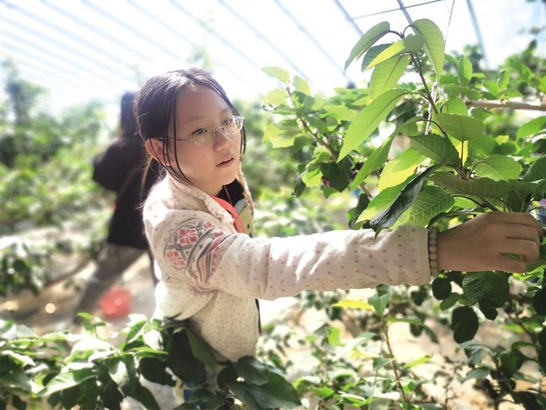 市民游客乐享乡村采摘