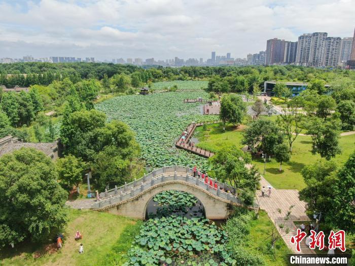 6月12日，江西南昌，航拍位于城市之中的象湖湿地公园绿意盎然，夏荷渐开，风景秀美，不少市民游客前来游园赏花，感受大自然的美好。（无人机照片）中新社记者 刘力鑫 摄