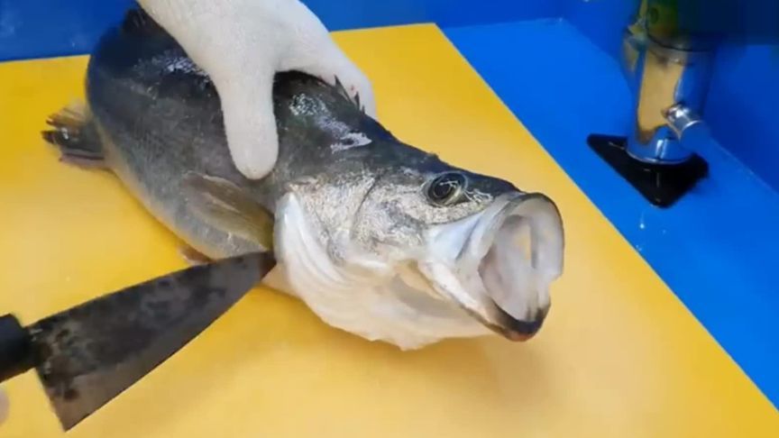 后厨小哥制作鲈鱼刺身，从杀鱼到摆盘一气呵成，肉质十分鲜美