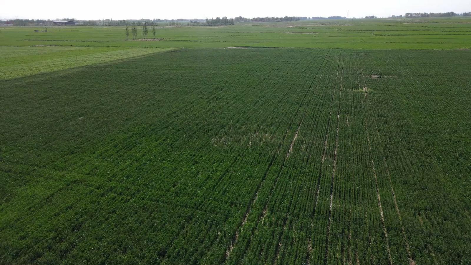 冬小麦“喝”上智慧水 永昌四季耕耘绘就“丰”景长卷