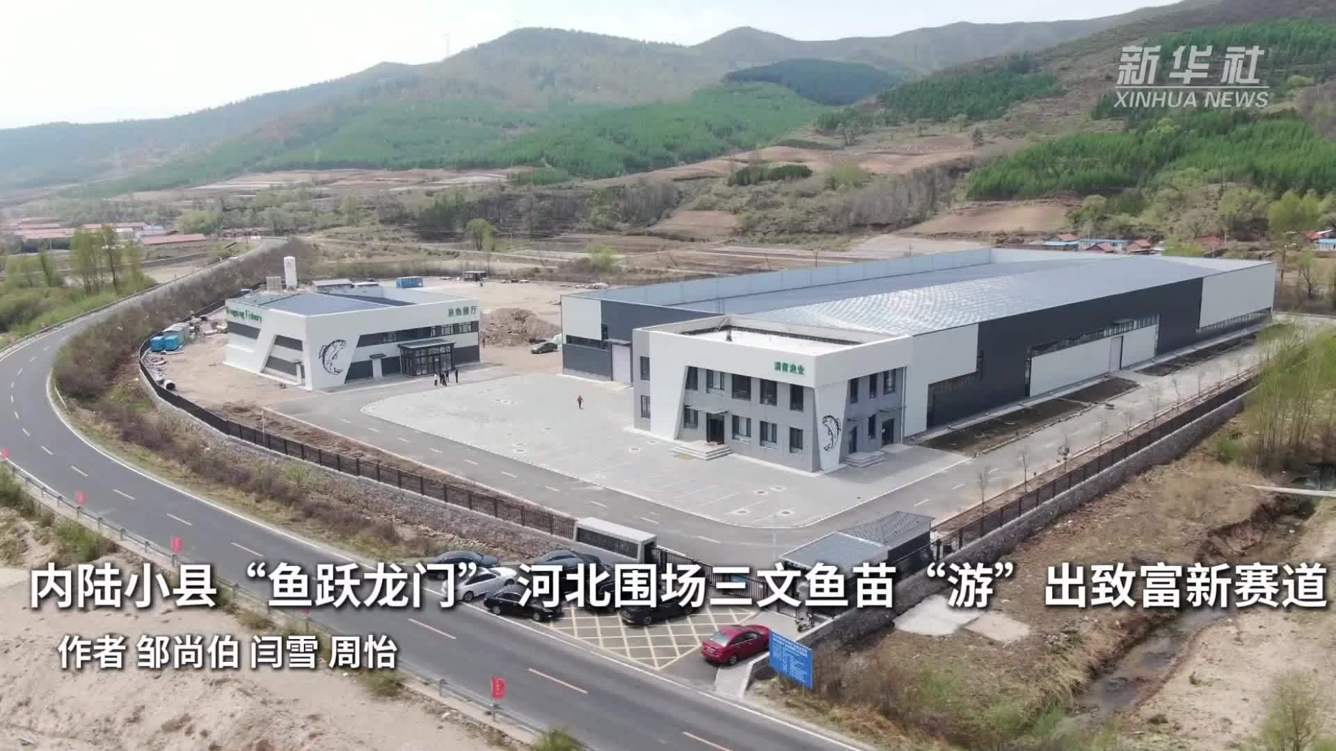 内陆小县“鱼跃龙门”河北围场三文鱼苗“游”出致富新赛道