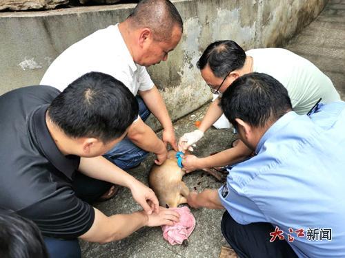 工作人員在救助小麂