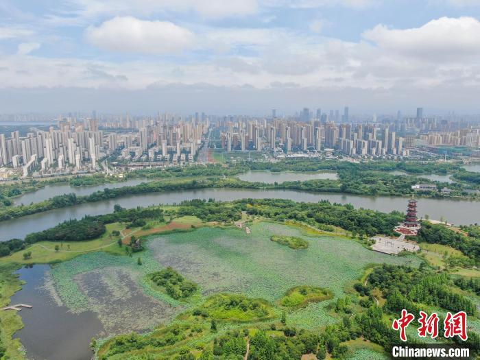 6月12日，江西南昌，航拍位于城市之中的象湖湿地公园绿意盎然，夏荷渐开，远处的高楼建筑与湿地公园交相辉映，风景秀美。(无人机照片)中新社记者 刘力鑫 摄