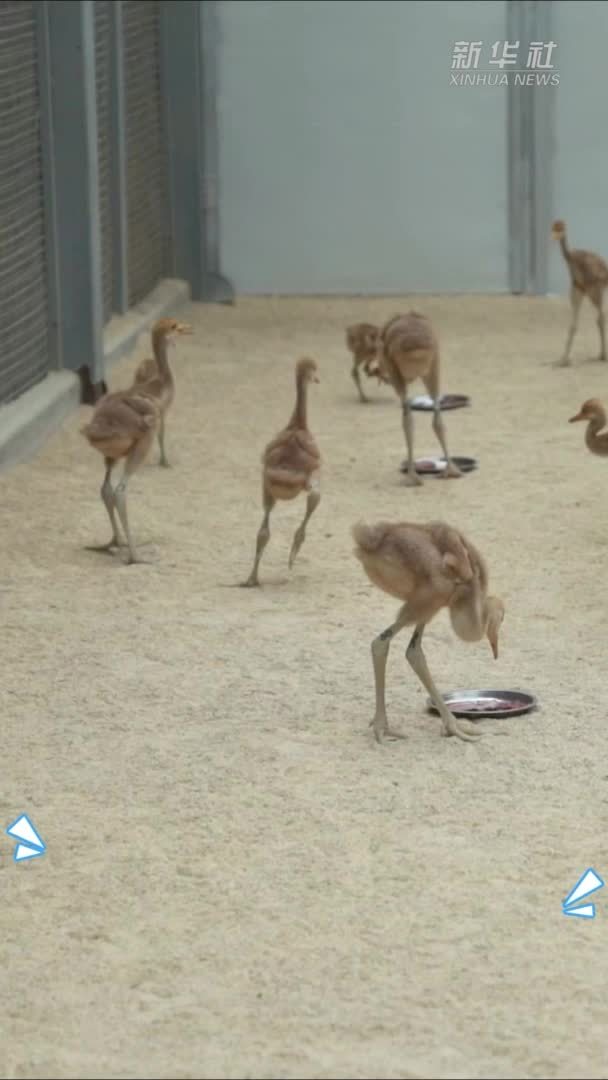 快来看丹顶鹤宝宝上“幼儿园”