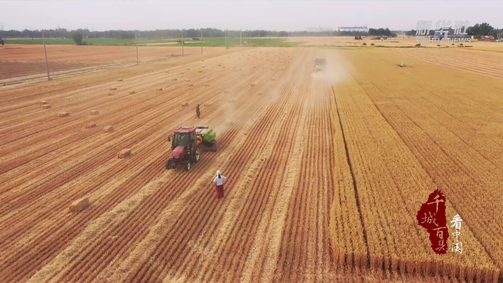 千城百县看中国｜山东定陶：小秸秆“蹚”出绿色循环新路径