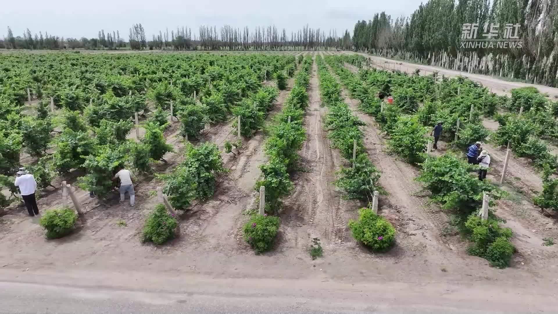 新疆和硕县：葡萄产业带动千余人稳岗就业