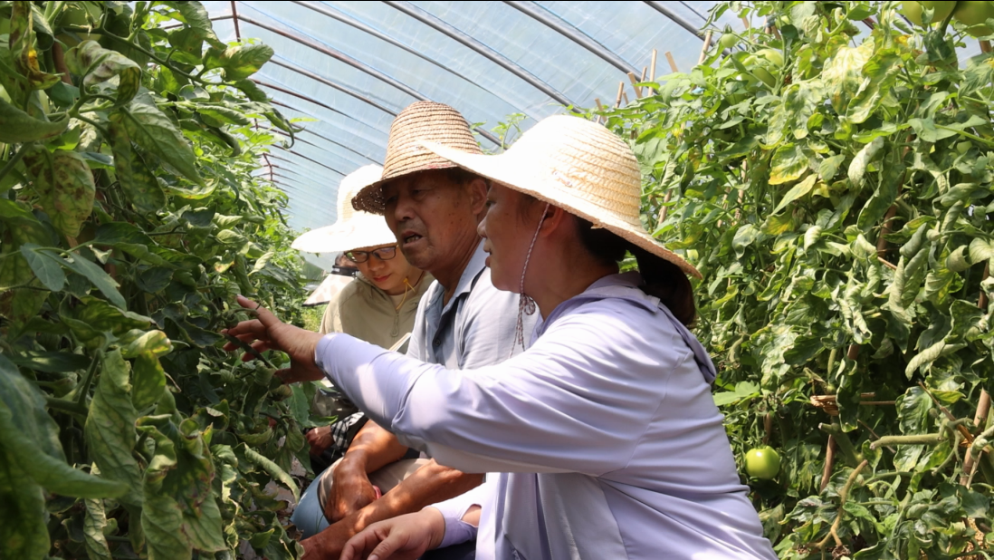 黄山市徽州区：精准破解难题，提升西红柿品质