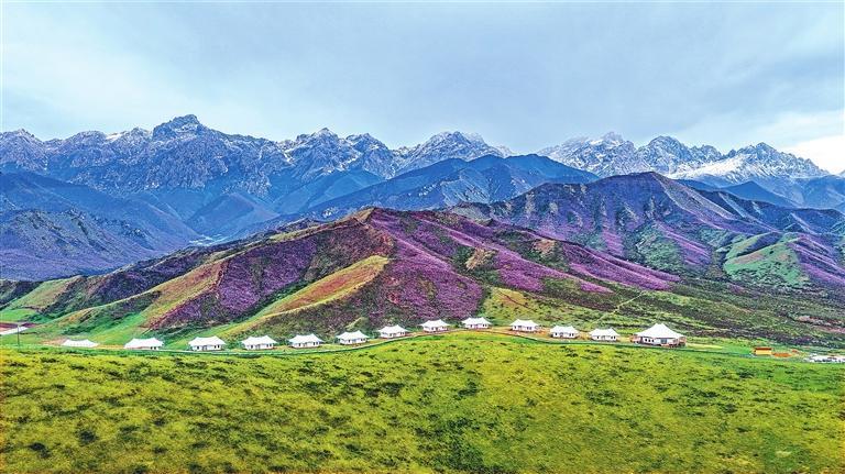 近日，天祝县内的高山杜鹃进入盛花期，数十万亩杜鹃花海吸引众多游客前来拍照打卡。新甘肃·甘肃日报记者　高樯　田蹊