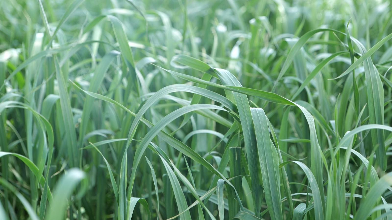 冬小麦“喝”上智慧水 永昌四季耕耘绘就“丰”景长卷