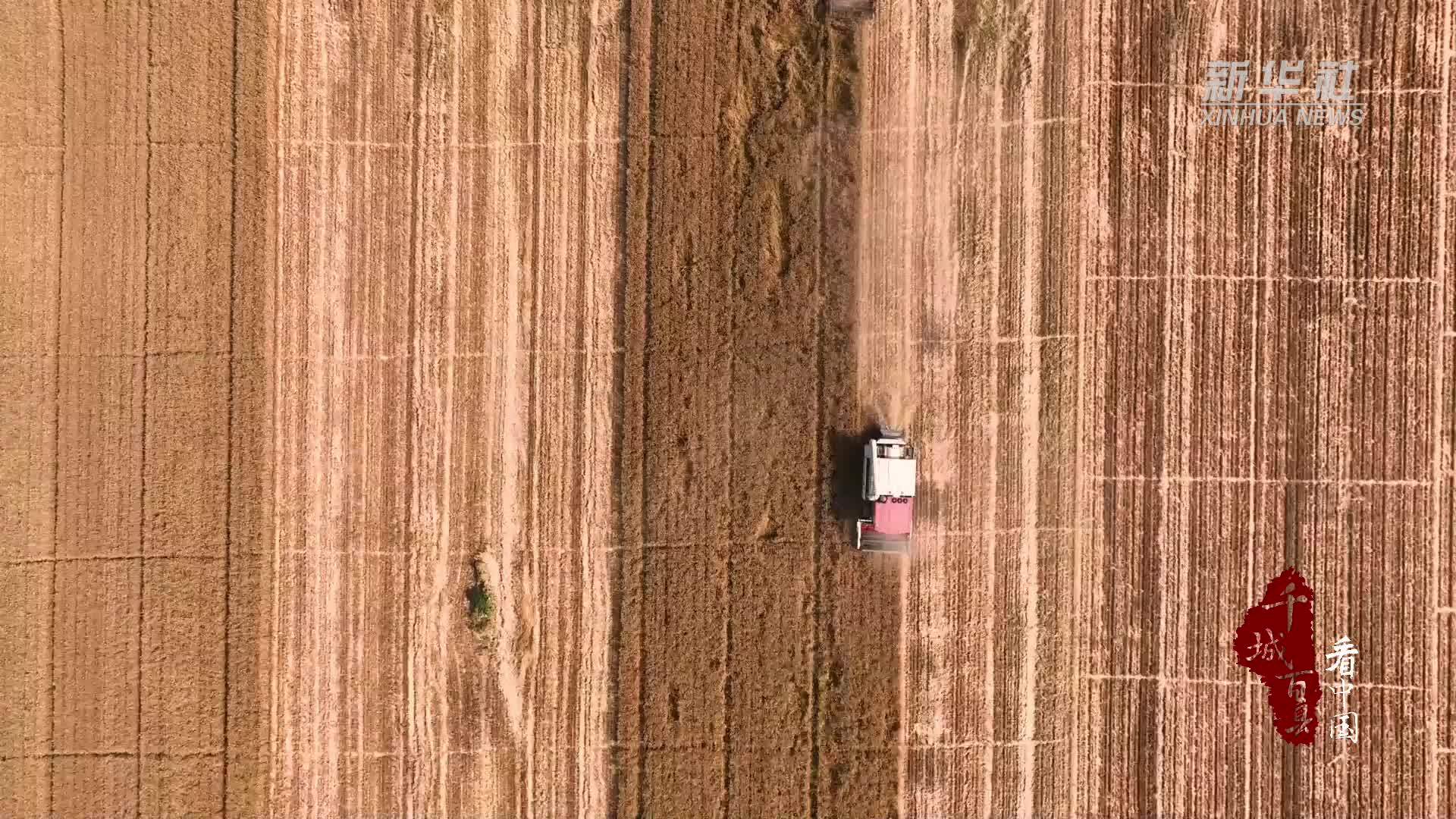 千城百县看中国｜河北石家庄：“三夏”时节　紫麦丰收