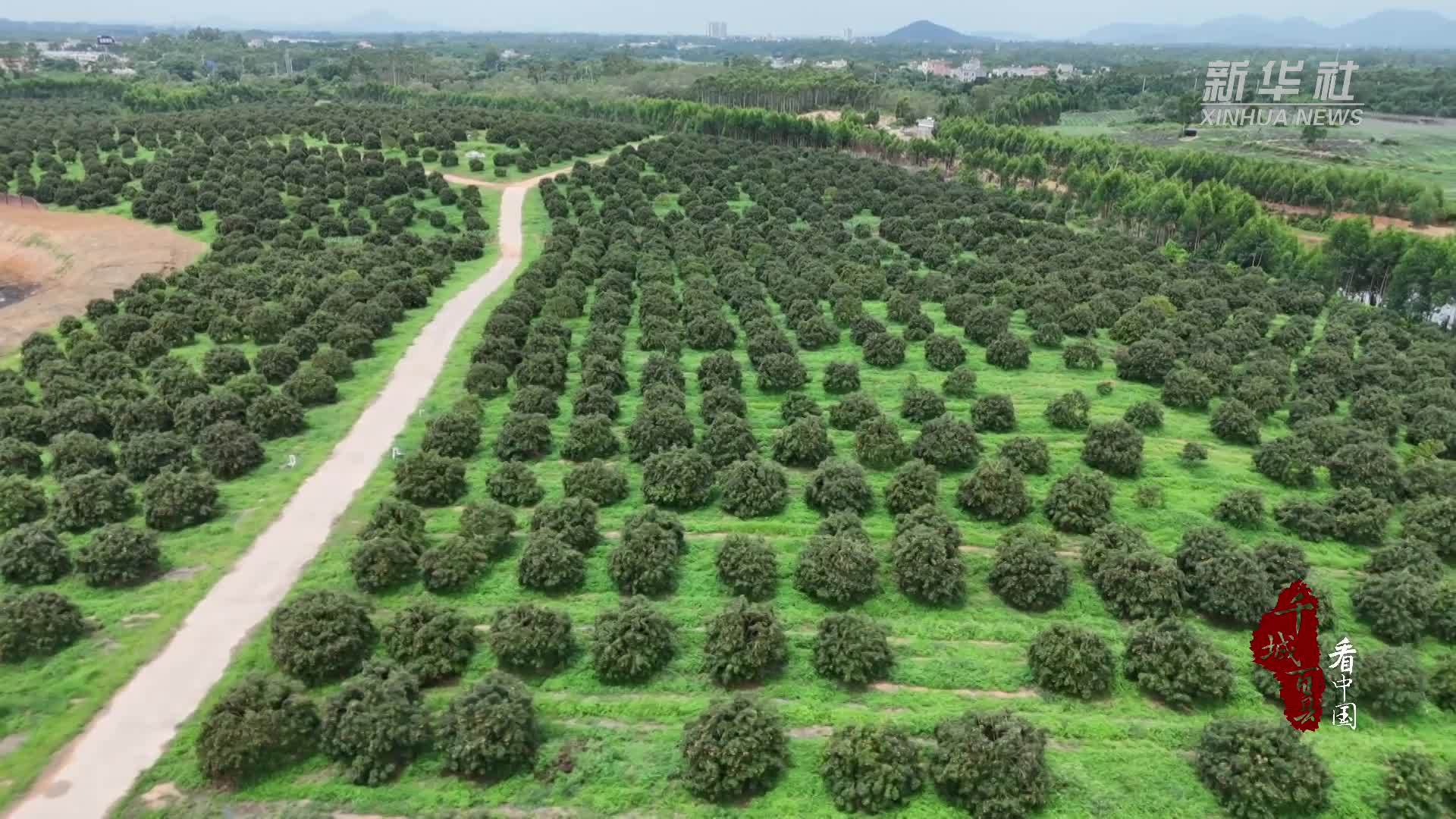 千城百县看中国｜广东阳西：300余种荔枝陆续成熟 开启“甜蜜盛宴”
