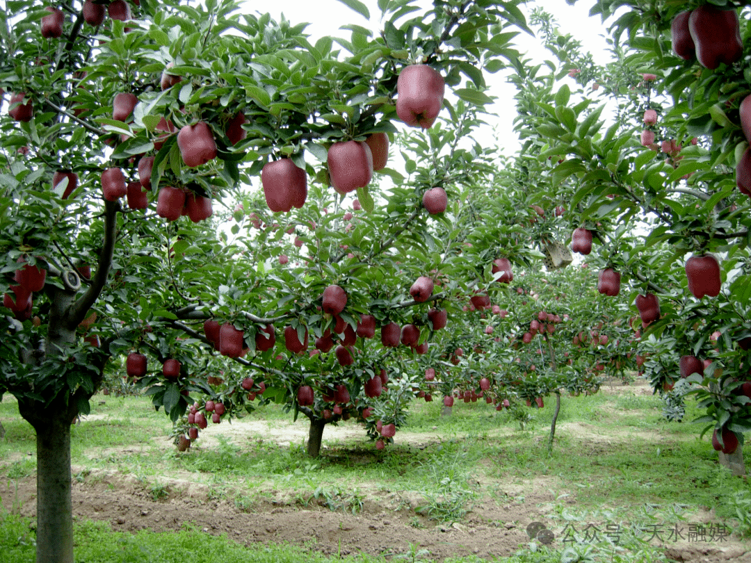 花牛苹果　图源：天水融媒微信
