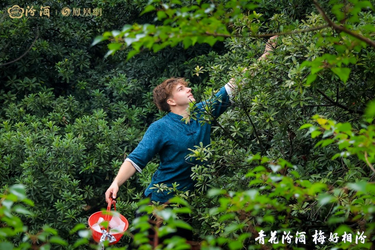 最可能赢下“Z时代”芳心的是汾酒—— 从“青花汾酒 梅好相汾”看白酒如何破茧新生