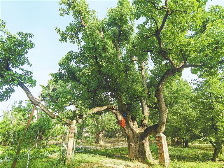 树龄475年的树王依然枝繁叶茂　本文图片除署名外均由新甘肃&middot;甘肃日报记者王朝霞摄