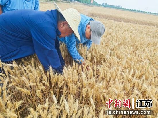 测产现场。睢宁县委宣传部供图