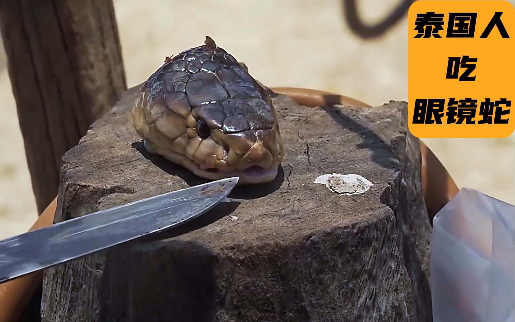 看泰国人如何吃眼镜蛇，蛇血和蛇胆一点都不浪费，吃法很意外