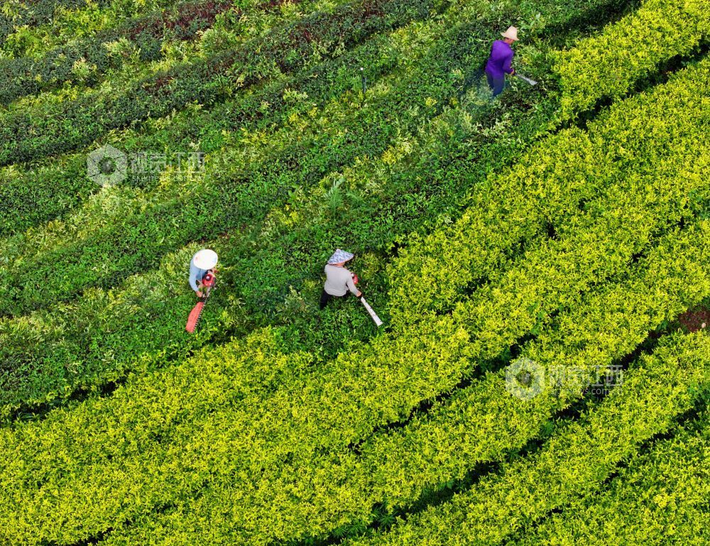 6月9日，江西省吉安市泰和县马市镇甘露村高山黄金茶种植基地，农民正在修剪茶树劳作。