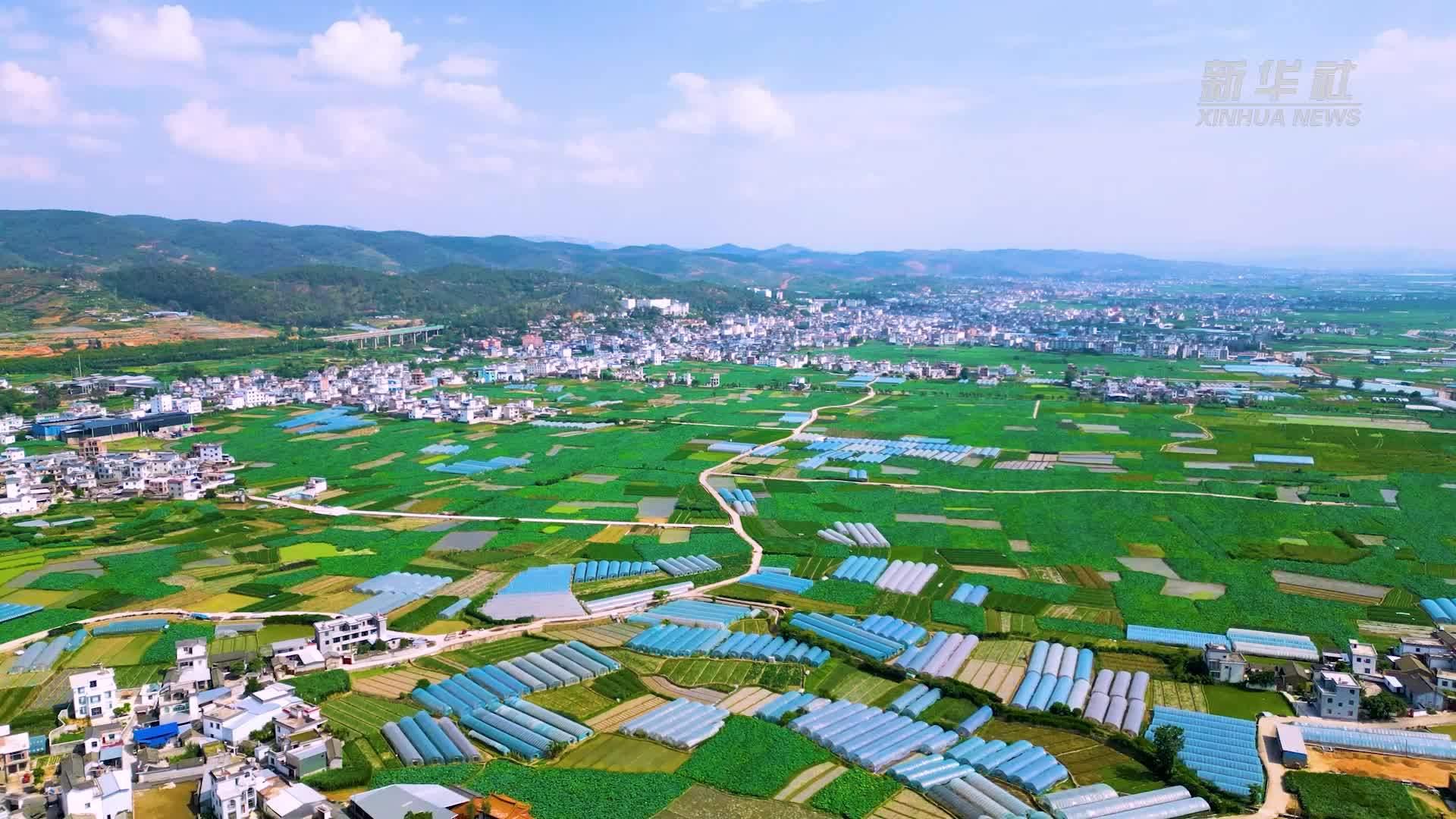 云南弥勒万亩莲藕采收用上无人机