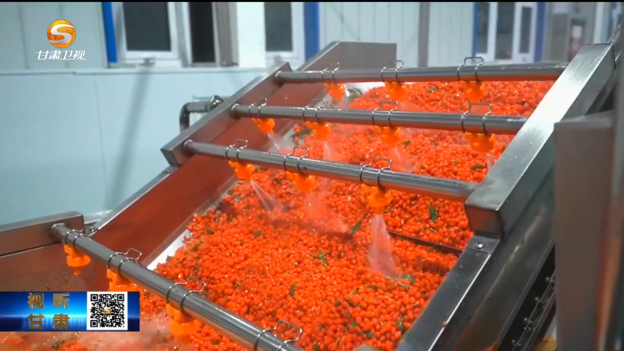 签约落户到产品上市仅用88天　一“杞”去白银平川看看