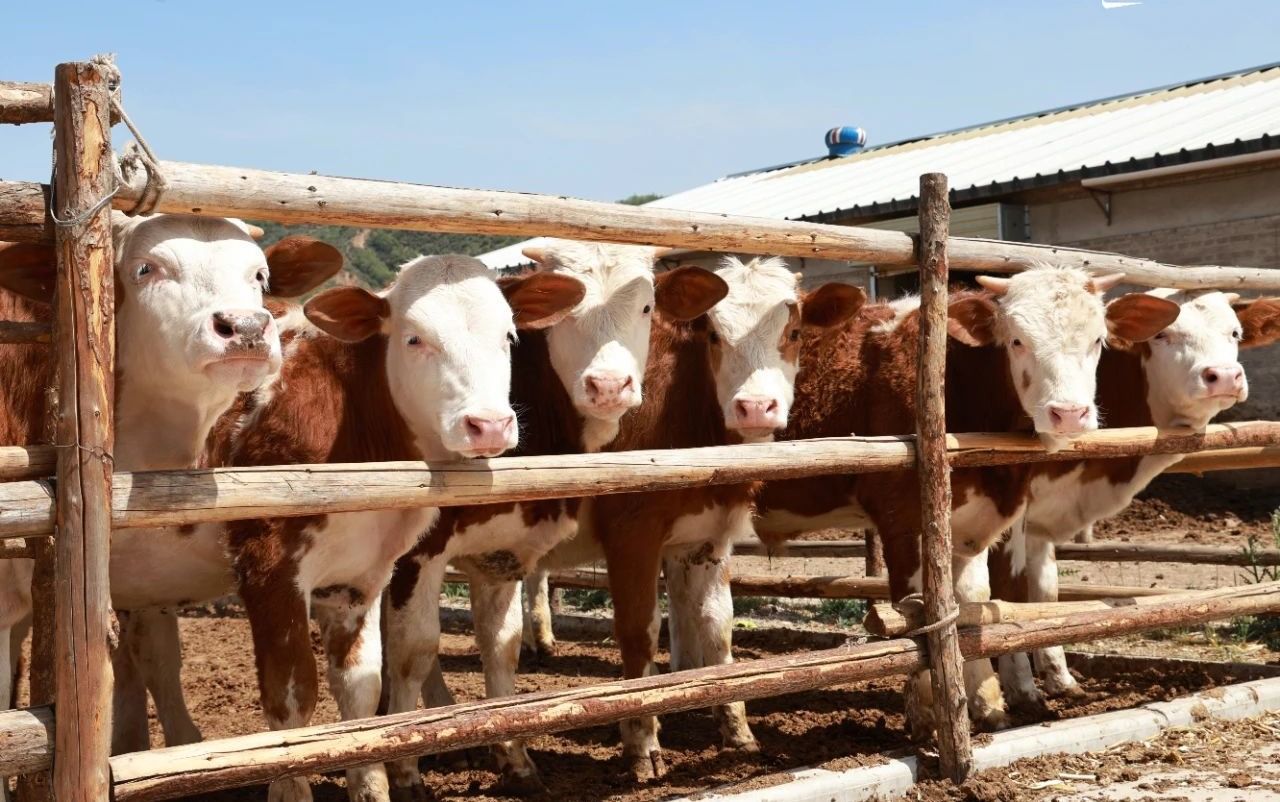 微信图片_20250605162544