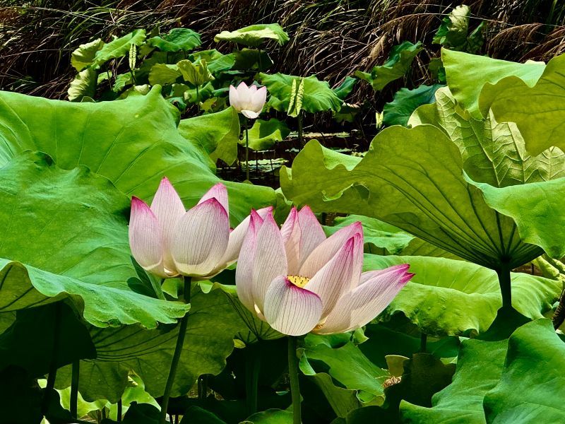 吉安：庐陵生态公园荷花开