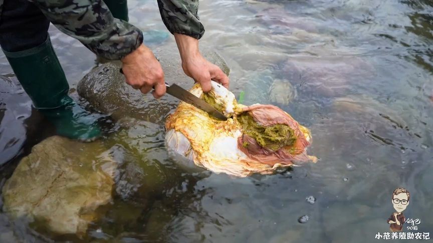 杀牛后最头疼的就是清洗牛百叶，看看老师傅的技术，全程很上头