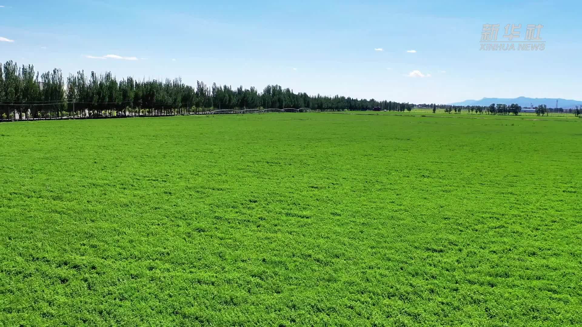 千城胜景｜内蒙古土默特左旗：草浪翻涌奏响丰收乐章