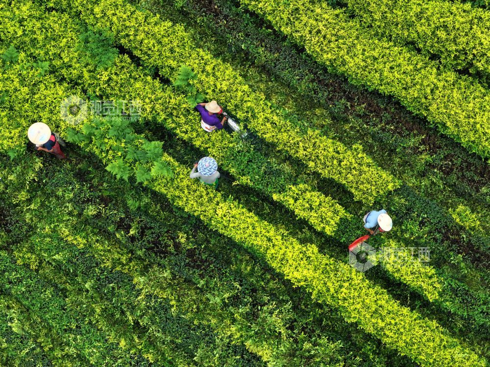 6月9日，江西省吉安市泰和县马市镇甘露村高山黄金茶种植基地，农民正在修剪茶树劳作。