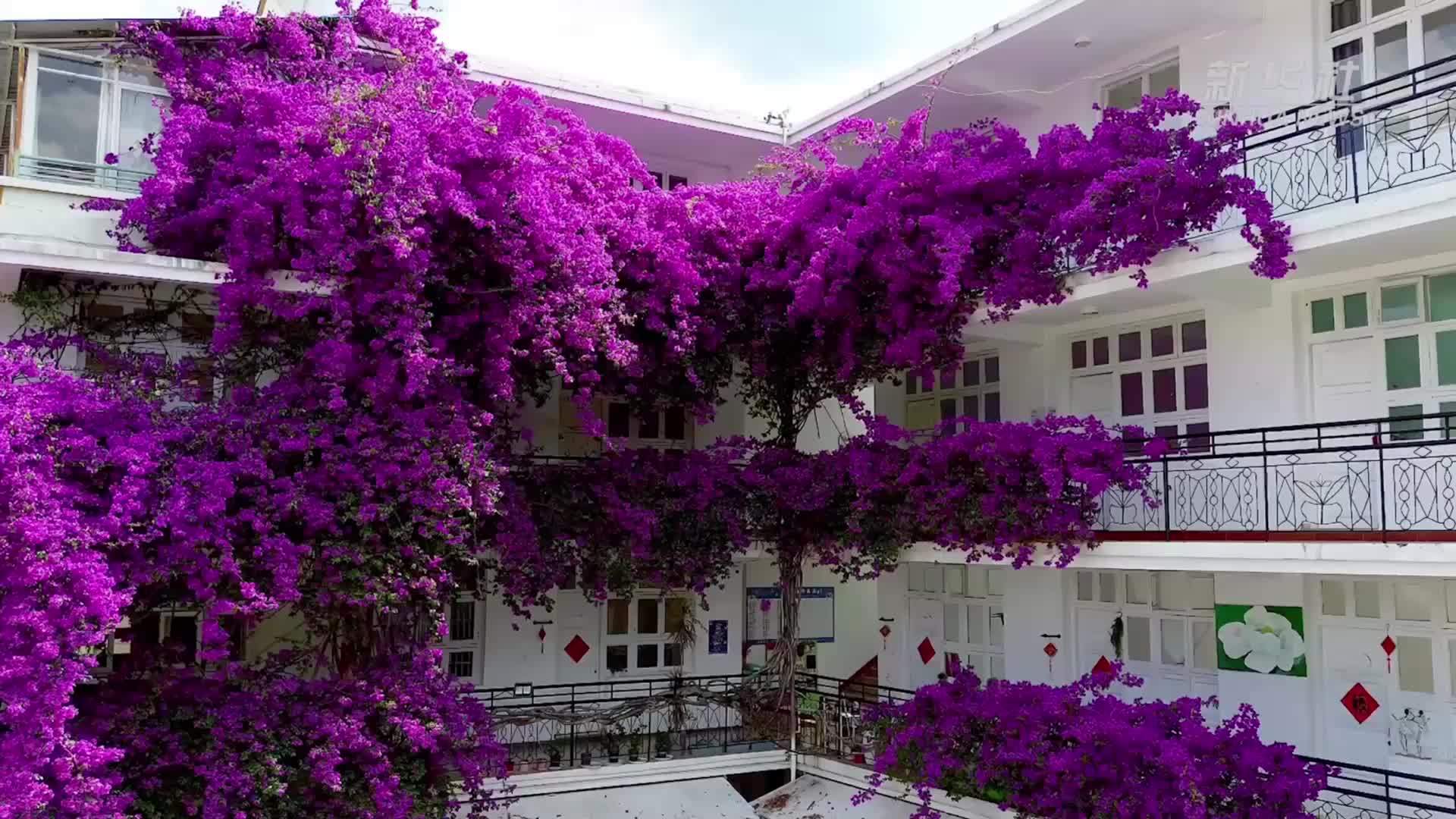 千城胜景｜云南临沧临翔：三角梅点缀夏日