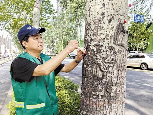 6月11日上午，在石家庄市东岗路和建华大街交口，园林工人正在为杨树注射药剂防治飞絮。本报记者 周洁摄
