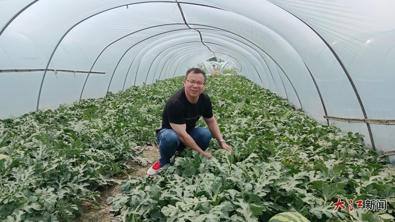 朱方红检查西瓜生长情况