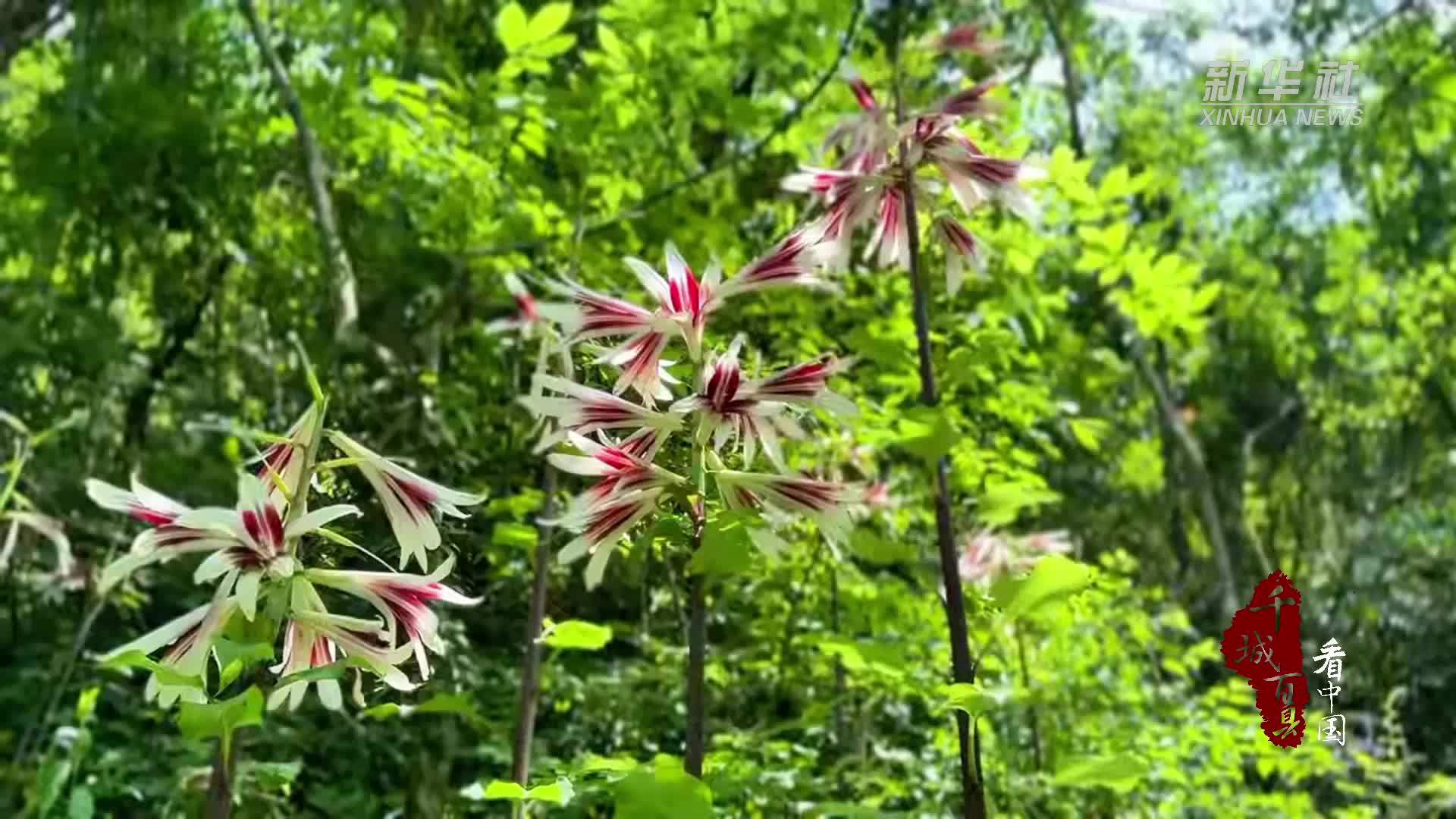 千城百县看中国｜湖北鹤峰：追寻野生大百合的夏日盛典