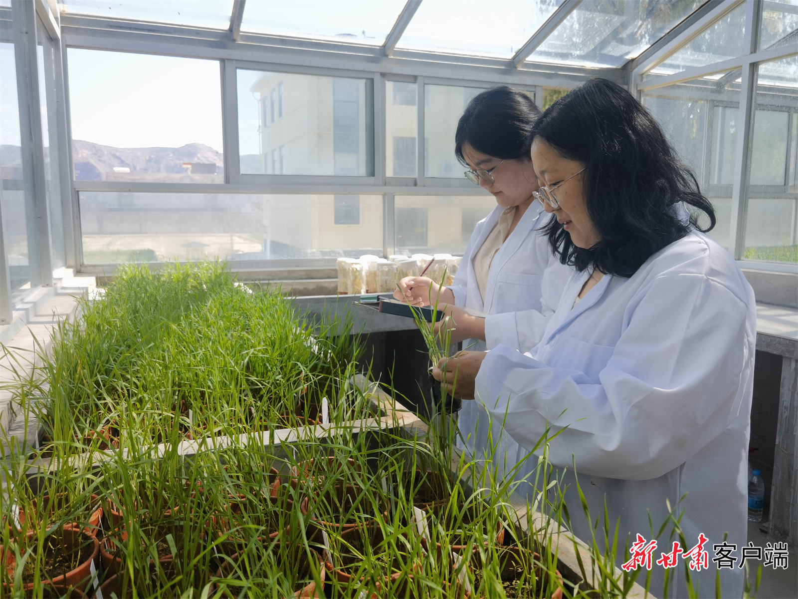 黄瑾（右）正在日光温室进行冬小麦病害监测